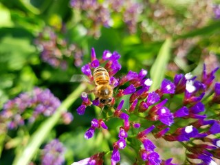 Bee collecting nectar