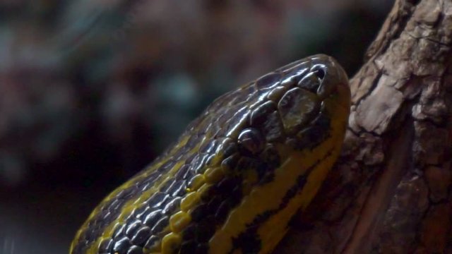 yellow paraguayan anaconda creeping on wood close-up portrait.