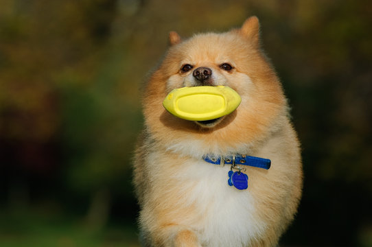 Pomeranian dog outdoor portrait running with yellow toy