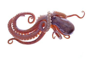 Octopus on a white background © pdm
