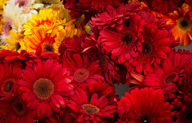 Red Daisies Background