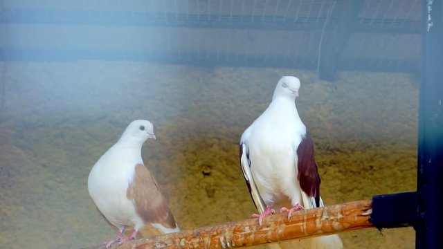 couple of beautiful pigeons.