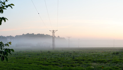 Early morning in the foggy field.
