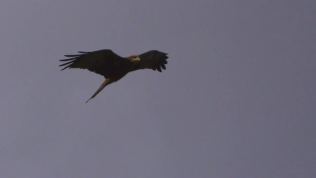 A full shot of a  brown eagle flying on a dark sky in slow motion. Camera tracks the movement of the eagle.