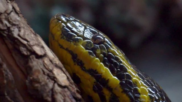 Portrait of a yellow anaconda close-up.