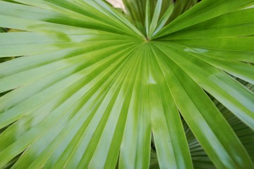 Close up of leaves saw palmetto, Abstract leaves texture, Ecological Concept, Space for text in template (sabal palm, Serenoa repens)
