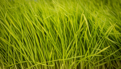 Wheat Grass Shot Close Up