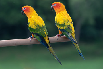 Colourful of yellow parrot with green wings, sitting on a wood stick on natural background. 