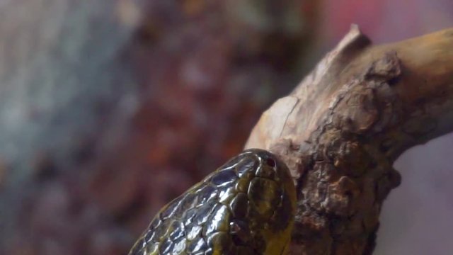 Portrait of a yellow anaconda close-up.