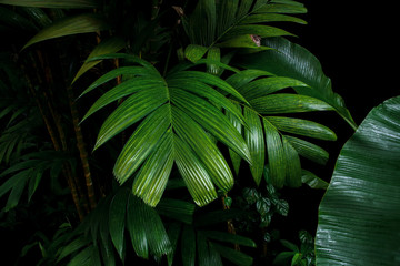 Tropical palm leaves and rainforest foliage plants bush growing in wild on black background.