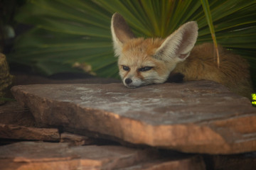 fennec fox is napping on a warm summer day