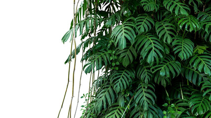 Green leaves of native Monstera (Epipremnum pinnatum) liana plant growing in wild climbing on jungle tree, tropical forest plant evergreen vines bush isolated on white background with clipping path. - obrazy, fototapety, plakaty