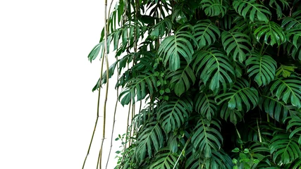 Foto op Canvas Green leaves of native Monstera (Epipremnum pinnatum) liana plant growing in wild climbing on jungle tree, tropical forest plant evergreen vines bush isolated on white background with clipping path. © Chansom Pantip