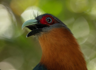 chestnut breasted malkoha gets a head shot