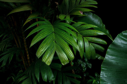 Fototapeta Tropical palm leaves and rainforest foliage plants bush growing in wild on black background.