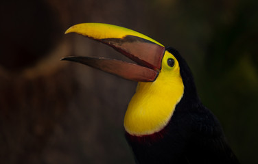 yellow throated toucan calls to mate