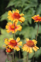 Flowers Of Summer, Fort Edmonton Park, Edmonton, Alberta
