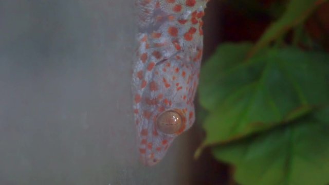 portrait of gecko tokay (gecko tokay) close-up.
