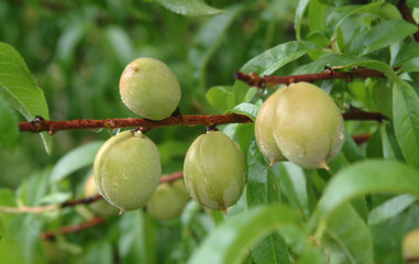 Natural Peach Tree