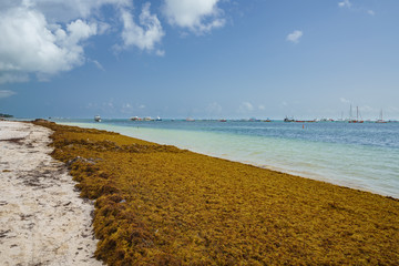 Punta Cana, Dominican Republic - June 17, 2018: : sargassum seaweeds on ocean beach in Bavaro, Punta Cana. Due to global warming, the altered ocean current bring sargasso to Dominican Republic coast.
