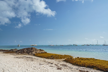 Punta Cana, Dominican Republic - June 17, 2018: : sargassum seaweeds on ocean beach in Bavaro, Punta Cana. Due to global warming, the altered ocean current bring sargasso to Dominican Republic coast.