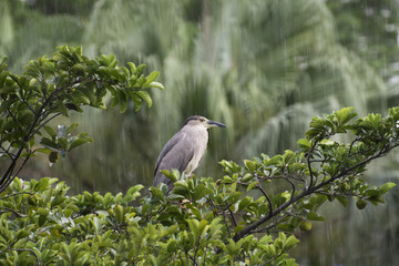 white bird in the rain on a tree in the rainforest