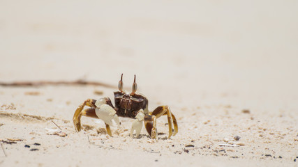 white little crab on light sand