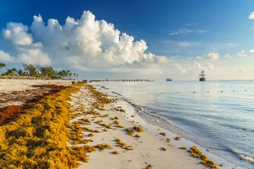 Muurstickers Punta Cana, Dominicaanse Republiek - 17 juni, 2018:: sargassum zeewier op oceaan strand in Bavaro, Punta Cana. Door de opwarming van de aarde brengt de veranderde oceaanstroom sargasso naar de kust van de Dominicaanse Republiek. © sborisov