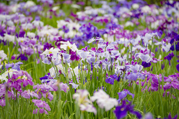 Fototapeta premium 菖蒲