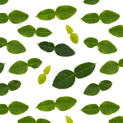 Isolated bergamot leaves seamless pattern in white background