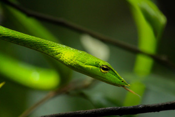 Green Vine Snake