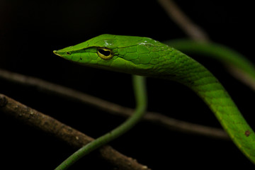 Green Vine Snake