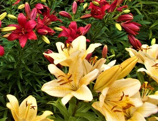 Yellow and red lily