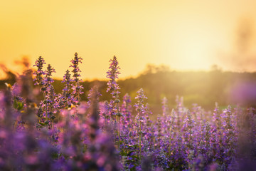 lavender flower beautiful in sunset nature