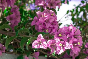 Bougainvillea branch with lilac flowers.