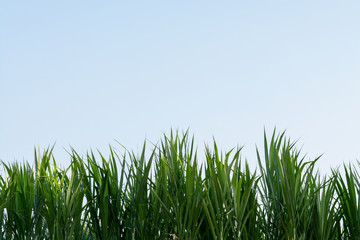 Obraz premium The grass is planted for animal feed.