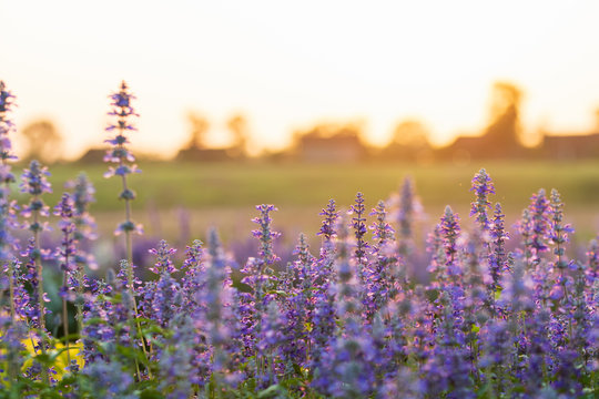 lavender flower beautiful in sunset nature © Ammak