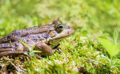 a frog sits in the moss and is stung by a mosquito
