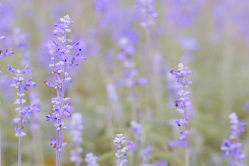 lavender flower beautiful in nature