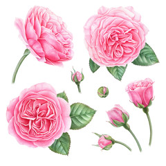 Hand painted botanical illustration of pink roses, buds and leaves. Set of watercolor highly detailed design elements.