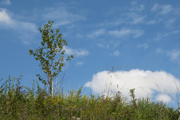  Lonely tree on meadow with sky in background
