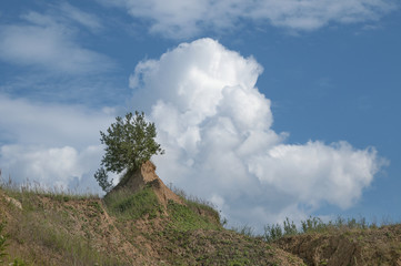  Single tree in the sand quarry, sunlit, some clouds in the sky, summer