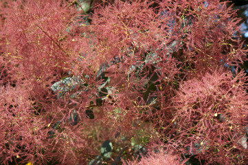 Wig-tree (Cotinus coggygria Scop.) in blossom.