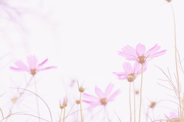 Pastel pink of cosmos flower