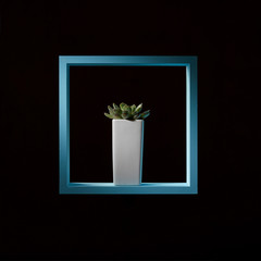 Green house plant echeveria in a white flowerpot represented in a blue frame on a dark background.