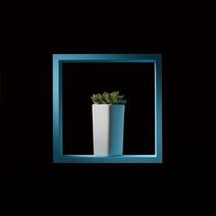 Mini succulent echeveria in a tall white flowerpot in a blue wooden frame on a dark background