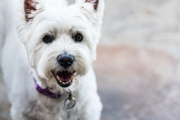 West Highland White Terrier Face Close Up