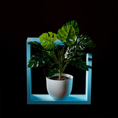Composition of a blue wooden frame and a green monstera plant in a flowerpot on a dark background