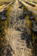 Burning rice straw in the growing season.