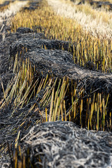 Burning rice straw in the growing season.